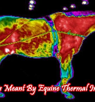 what-is-meant-by-equine-thermal-imaging