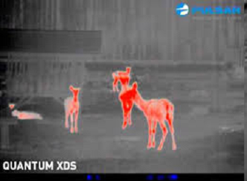 Pulsar Quantum XD50S Thermal Imaging Monocular Review 7 Pulsal Quantum XD50S Thermal Monocular